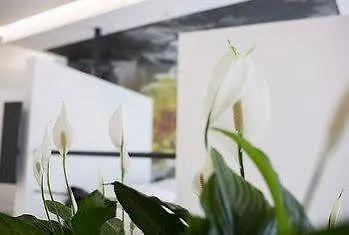 Отель Diamante Mhotel